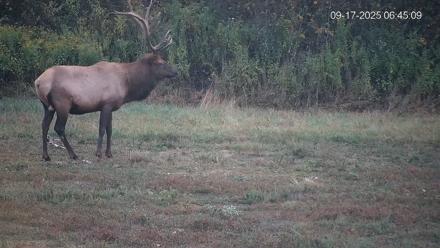 Pennsylvania Elk Live Webcam - Sep 17, 2025, 6:45am EDT