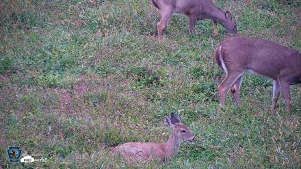 Pennsylvania Elk Live Webcam - Sep 27, 2026, 3:42pm EDT