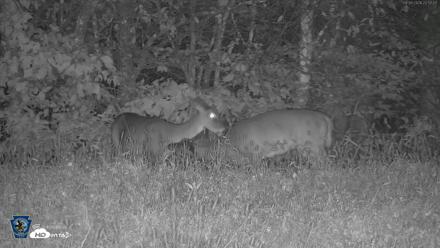 Pennsylvania Elk Live Webcam - Sep 26, 2026, 10:58pm EDT