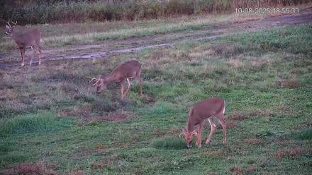 Pennsylvania Elk Live Webcam - Oct 8, 2025, 6:56pm EDT
