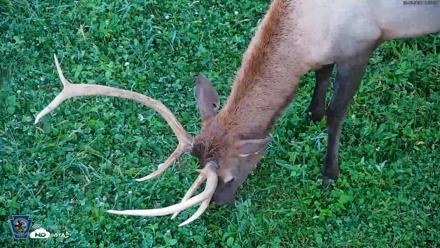 Pennsylvania Elk Live Webcam - Sep 6, 2026, 7:36pm EDT