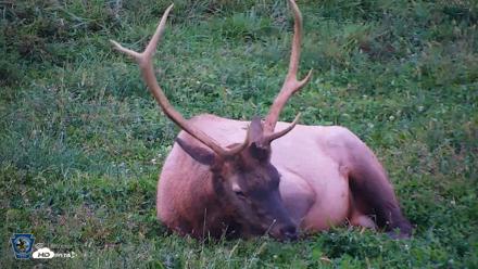 Pennsylvania Elk Live Webcam - Sep 8, 2026, 7:32pm EDT