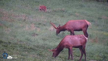 Pennsylvania Elk Live Webcam - Aug 8, 2026, 8:30pm EDT