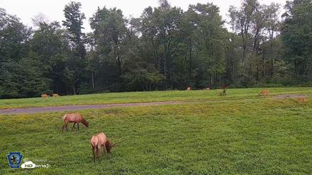 Pennsylvania Elk Live Webcam - Aug 11, 2026, 7:06am EDT