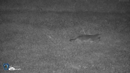 Pennsylvania Elk Live Webcam - Oct 3, 2026, 8:06pm EDT
