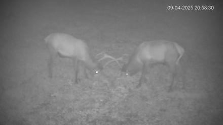 Pennsylvania Elk Live Webcam - Sep 4, 2025, 8:59pm EDT