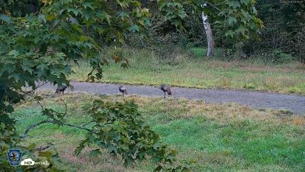Pennsylvania Elk Live Webcam - Sep 30, 2026, 11:57am EDT