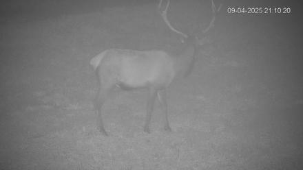 Pennsylvania Elk Live Webcam - Sep 4, 2025, 9:11pm EDT