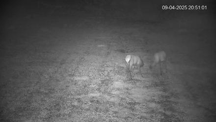 Pennsylvania Elk Live Webcam - Sep 4, 2025, 8:51pm EDT