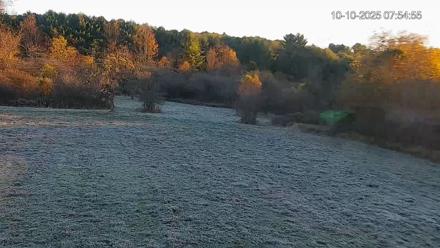 Pennsylvania Elk Live Webcam - Oct 10, 2025, 7:55am EDT
