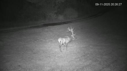 Pennsylvania Elk Live Webcam - Sep 11, 2025, 8:27pm EDT