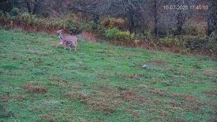 Pennsylvania Elk Live Webcam - Oct 7, 2025, 5:45pm EDT