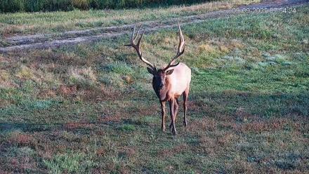 Pennsylvania Elk Live Webcam - Sep 9, 2025, 7:55am EDT