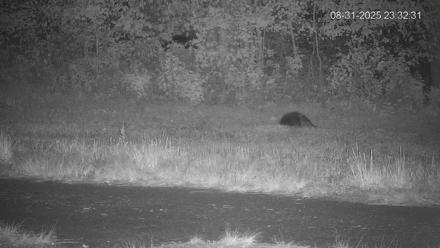 Pennsylvania Elk Live Webcam - Aug 31, 2025, 11:33pm EDT