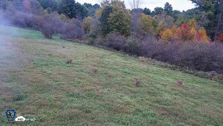 Pennsylvania Elk Live Webcam - Oct 2, 2026, 6:08pm EDT