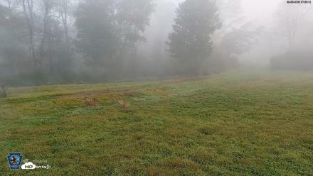 Pennsylvania Elk Live Webcam - Sep 30, 2026, 7:37am EDT