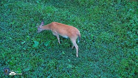 Pennsylvania Elk Live Webcam - Aug 20, 2026, 6:59am EDT