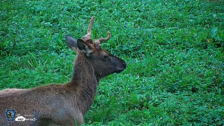Pennsylvania Elk Live Webcam - Aug 6, 2026, 7:49am EDT