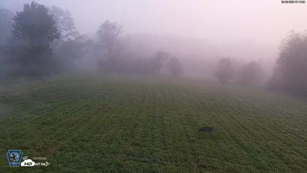 Pennsylvania Elk Live Webcam - Sep 6, 2026, 7:19am EDT