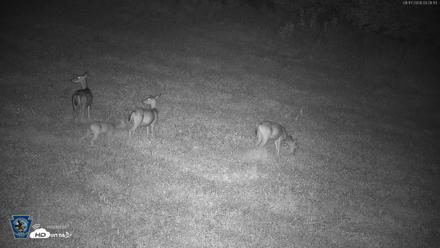 Pennsylvania Elk Live Webcam - Aug 17, 2026, 3:27am EDT