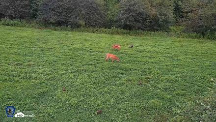 Pennsylvania Elk Live Webcam - Aug 11, 2026, 7:42am EDT