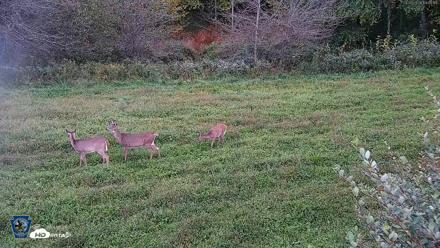 Pennsylvania Elk Live Webcam - Sep 26, 2026, 7:01pm EDT