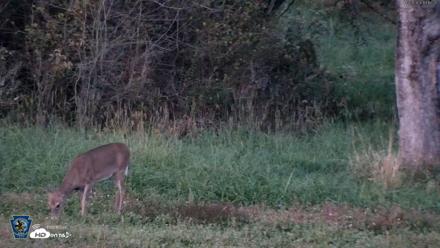 Pennsylvania Elk Live Webcam - Oct 3, 2026, 7:13pm EDT