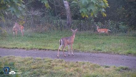 Pennsylvania Elk Live Webcam - Sep 8, 2026, 6:11pm EDT