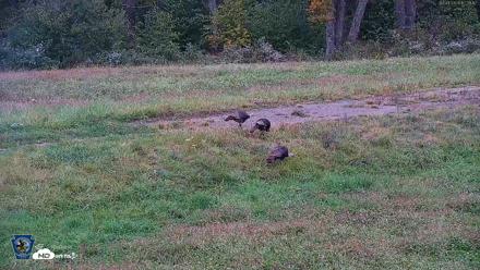 Pennsylvania Elk Live Webcam - Oct 1, 2026, 12:51pm EDT