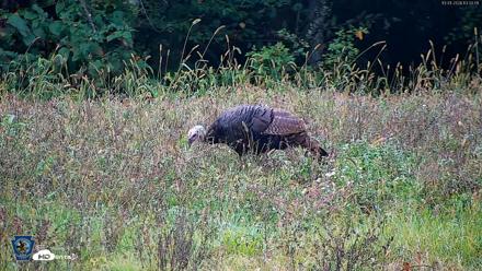 Pennsylvania Elk Live Webcam - Oct 1, 2026, 1:05pm EDT