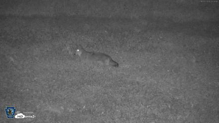 Pennsylvania Elk Live Webcam - Oct 3, 2026, 8:04pm EDT