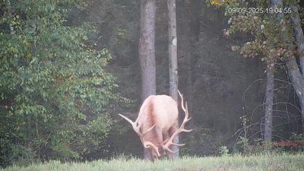 Pennsylvania Elk Live Webcam - Sep 9, 2025, 7:05pm EDT