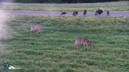 Pennsylvania Elk Live Webcam - Sep 9, 2026, 6:30pm EDT