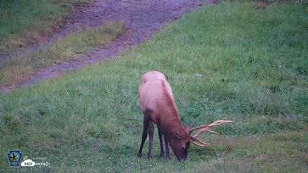 Pennsylvania Elk Live Webcam - Sep 8, 2026, 6:58pm EDT