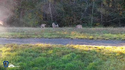 Pennsylvania Elk Live Webcam - Oct 3, 2026, 5:18pm EDT