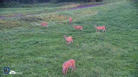 Pennsylvania Elk Live Webcam - Aug 17, 2026, 6:34am EDT