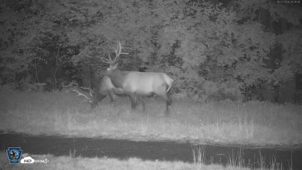 Pennsylvania Elk Live Webcam - Aug 27, 2026, 8:25pm EDT