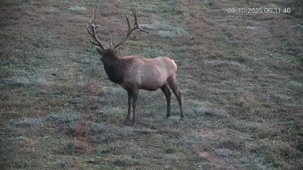 Pennsylvania Elk Live Webcam - Sep 10, 2025, 6:32am EDT