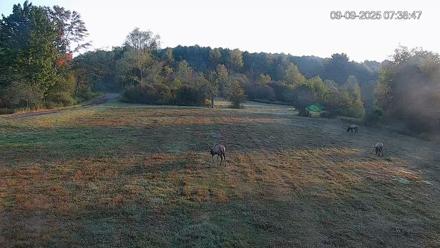 Pennsylvania Elk Live Webcam - Sep 9, 2025, 7:41am EDT