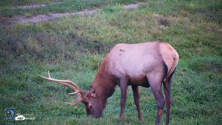 Pennsylvania Elk Live Webcam - Sep 8, 2026, 7:29pm EDT