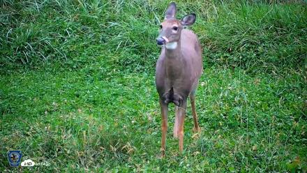 Pennsylvania Elk Live Webcam - Sep 29, 2026, 6:20pm EDT