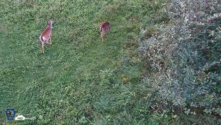 Pennsylvania Elk Live Webcam - Sep 26, 2026, 6:52pm EDT