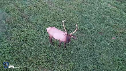Pennsylvania Elk Live Webcam - Sep 6, 2026, 7:46pm EDT