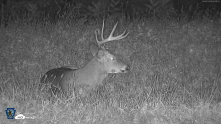 Pennsylvania Elk Live Webcam - Sep 29, 2026, 5:02am EDT