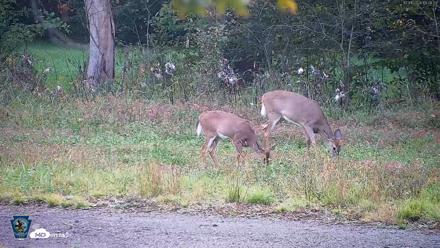 Pennsylvania Elk Live Webcam - Oct 1, 2026, 6:09pm EDT