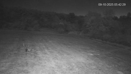 Pennsylvania Elk Live Webcam - Sep 10, 2025, 5:43am EDT