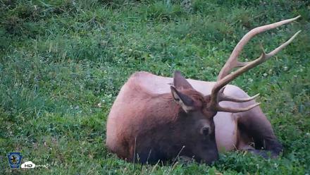 Pennsylvania Elk Live Webcam - Sep 8, 2026, 7:37pm EDT