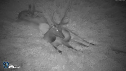 Pennsylvania Elk Live Webcam - Aug 4, 2026, 10:53pm EDT