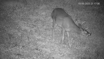 Pennsylvania Elk Live Webcam - Oct 6, 2025, 9:17pm EDT