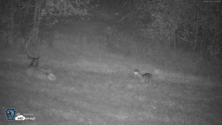 Pennsylvania Elk Live Webcam - Sep 6, 2026, 8:39pm EDT